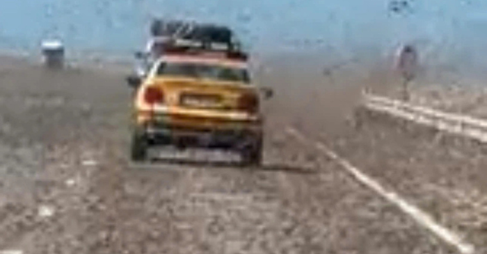 Châu chấu sa mạc bủa vây Sahara và quần đảo Canary