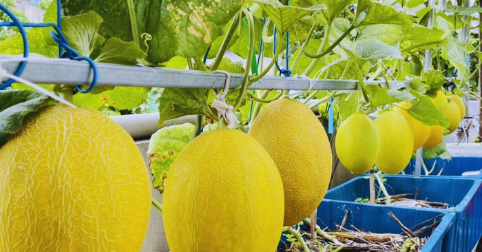 Vườn sân thượng Đà Nẵng: Quy trình ủ đất và canh tác 60m2 rau trái