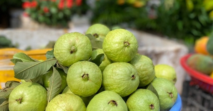 Ổi không chỉ là món ăn vặt bình dân mà còn là nguồn cung cấp vitamin C dồi dào, giúp tăng cường miễn dịch và hỗ trợ tiêu hóa hiệu quả.