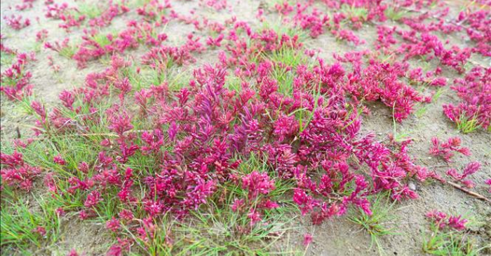 Rau nhót tím những cánh đồng muối ven biển Nghệ An