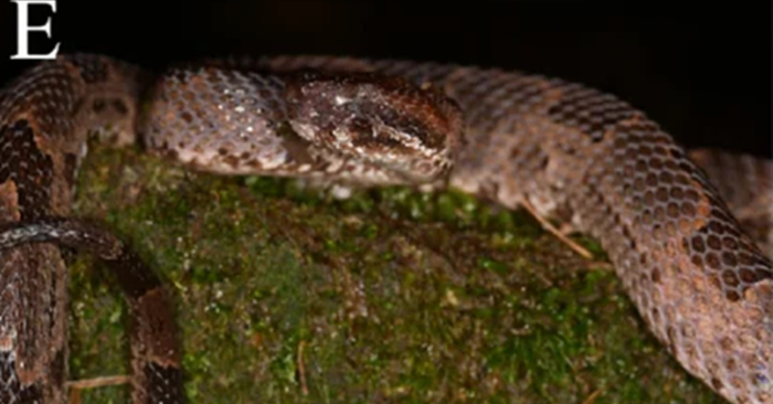 Ghi nhận loài rắn lục núi Quan Âm lần đầu xuất hiện tại Việt Nam