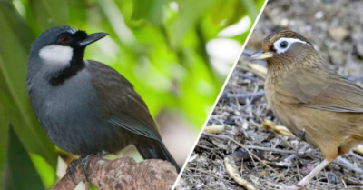 Quy định mới về việc nuôi chim họa mi và khướu bạc má