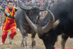 Lễ hội chọi trâu Hải Lựu