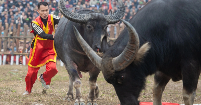 Lễ hội chọi trâu Hải Lựu