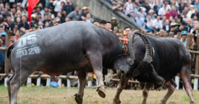 Thịt trâu vô địch lễ hội Hải Lựu được bán 5 triệu đồng mỗi kg