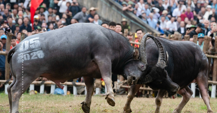lễ hội chọi trâu Hải Lựu