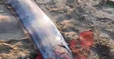 Liên tiếp phát hiện cá hố rồng dài gần 4 mét dạt vào bờ biển