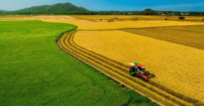 Cánh đồng lúa An Nhứt xuất hiện hai màu xanh vàng đối lập thu hút du khách