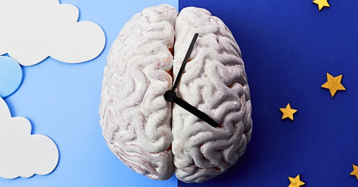 Đồng hồ sinh học: vì sao bạn thức dậy trước khi chuông reo?