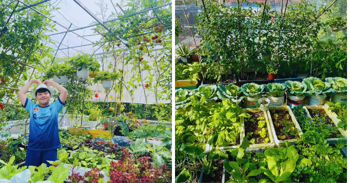 Vườn sân thượng Đà Nẵng: Quy trình ủ đất và canh tác 60m2 rau trái