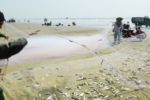 Ngư dân Thanh Hóa trúng đậm mùa cá trích trên vùng biển bãi ngang