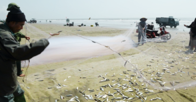 Ngư dân Thanh Hóa trúng đậm mùa cá trích trên vùng biển bãi ngang
