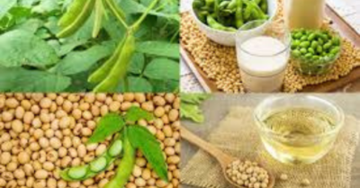 Ăn đậu nành mỗi ngày: lợi ích và rủi ro cần biết