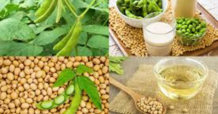 Ăn đậu nành mỗi ngày: lợi ích và rủi ro cần biết