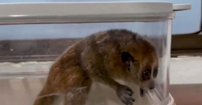 Cá thể cu li xuất hiện trên cục nóng điều hòa tại Đà Nẵng