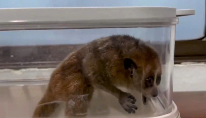 Cá thể cu li xuất hiện trên cục nóng điều hòa tại Đà Nẵng