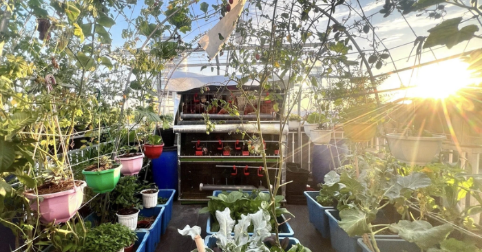 Mô hình nông trại sân thượng nuôi gà lấy trứng tại Đồng Nai