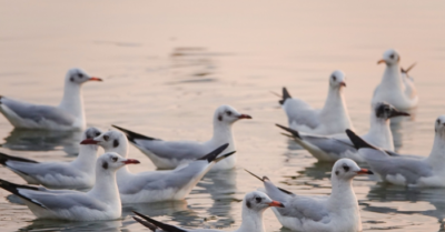 Hải âu săn mồi tại Rạch Giá hấp dẫn nhiều du khách và nhiếp ảnh gia