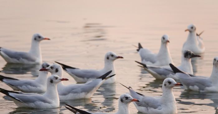 Cứ mỗi độ xuân về, từng đàn hải âu lại tìm đến vùng biển Rạch Giá để săn tìm nguồn cá đồng; tạo nên khung cảnh thiên nhiên vô cùng ngoạn mục.