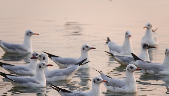 Cứ mỗi độ xuân về, từng đàn hải âu lại tìm đến vùng biển Rạch Giá để săn tìm nguồn cá đồng; tạo nên khung cảnh thiên nhiên vô cùng ngoạn mục.