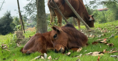 Bò mẹ quỳ lạy khi rời chủ cũ gấy xôn xao mạng xã hội
