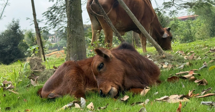 Bò mẹ quỳ lạy khi rời chủ cũ được nhóm cứu hộ đưa về nuôi