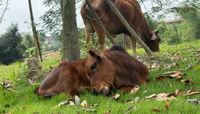 Bò mẹ quỳ lạy khi rời chủ cũ được nhóm cứu hộ đưa về nuôi