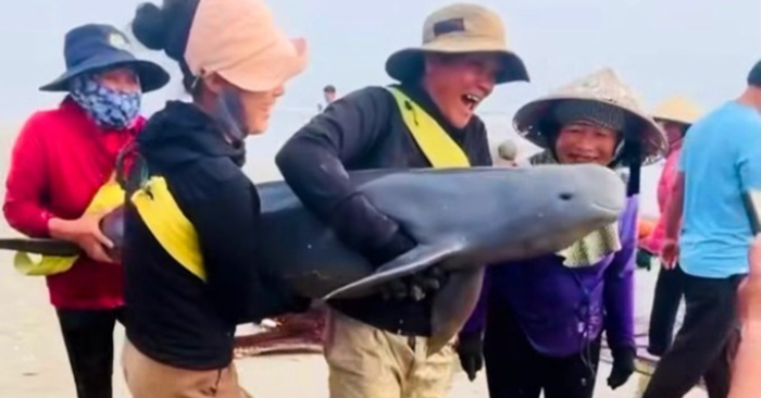 Ngư dân Hà Tĩnh giải cứu hai con cá heo mắc lưới gần bờ