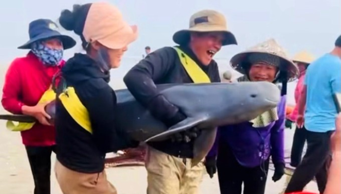 Ngư dân Hà Tĩnh giải cứu hai con cá heo mắc lưới gần bờ