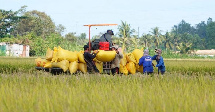 Philippines điều tra gạo nhập khẩu, gạo Việt không bị ảnh hưởng