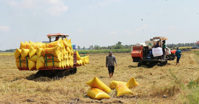 Xuất khẩu gạo Việt Nam: Nghịch lý bỏ quên ưu đãi thuế từ FTA