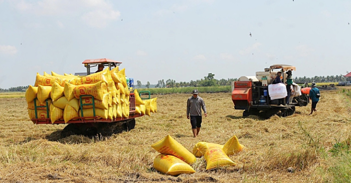 Xuất khẩu gạo Việt Nam: Nghịch lý bỏ quên ưu đãi thuế từ FTA