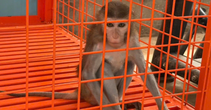 Phát hiện người đàn ông nuôi động vật hoang dã trái phép tại Phú Thọ