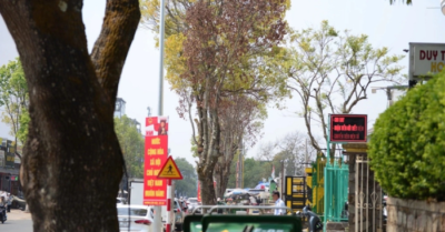 Hàng cây long não tại Đà Lạt chết khô sau khi mở rộng đường