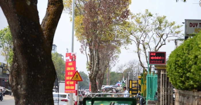 Hàng cây long não tại Đà Lạt chết khô sau khi mở rộng đường
