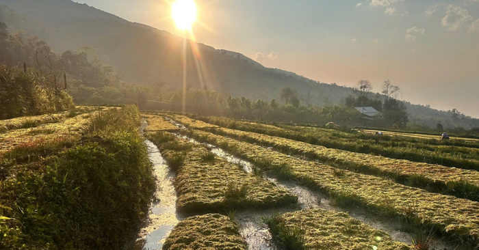 Trồng rêu trên vùng núi cao Y Tý thay thế hàng nhập khẩu