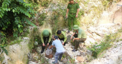Rắn hổ mang chúa dài hơn hai mét bò vào nhà dân Nghệ An
