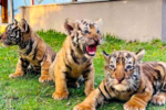 Vườn thú tại Gia Lai đón ba cá thể hổ Bengal con vừa chào đời