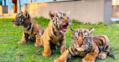 Vườn thú tại Gia Lai đón ba cá thể hổ Bengal con vừa chào đời