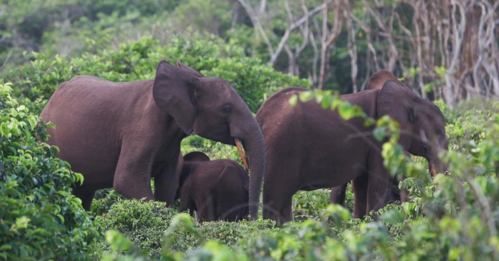 Triệu phú Mỹ tử vong vì bị đàn voi giẫm đạp tại Gabon