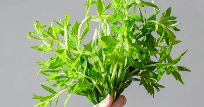 Rau ngổ chữa sỏi thận: Các phương pháp dân gian hỗ trợ điều trị hiệu quả