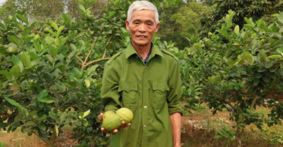 Chanh vàng Mỹ: Lão nông Thanh Hóa thu lời nhờ ghép gốc bưởi thành công