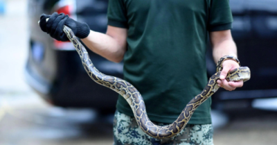 Trăn rắn chui vào ô tô: Lý do sinh học và cách bảo vệ xe tiện lợi