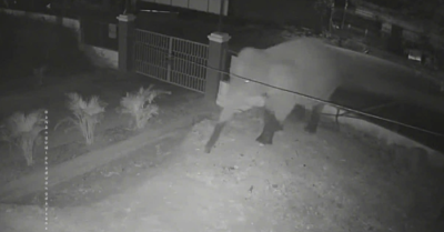 Voi rừng Sơn La phá rào vào trường học, giáo viên khẩn cấp bảo vệ học sinh