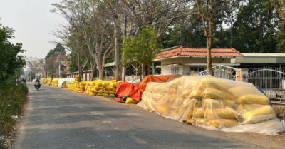 Giá lúa miền Tây sụt giảm khiến nông dân đối mặt nguy cơ thua lỗ