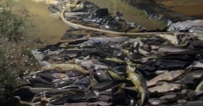 Trại nuôi cá tầm Lâm Đồng thiệt hại hàng tỷ đồng sau mưa lớn