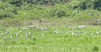 Cò nhạn quý hiếm xuất hiện hàng nghìn con trên cánh đồng Hà Tĩnh