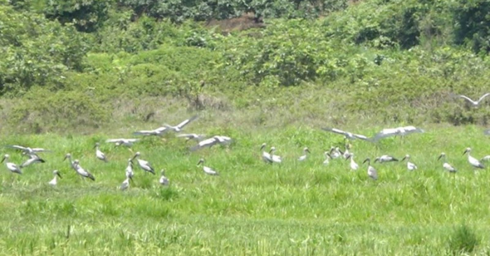 Cò nhạn quý hiếm xuất hiện hàng nghìn con trên cánh đồng Hà Tĩnh