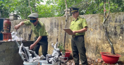 Hơn 280 cây muội hồng bị tịch thu ở Thanh Hóa sẽ được đưa về rừng thay vì bán đấu giá