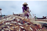 Cá trích Hà Tĩnh: Mùa khai thác ven bờ trúng đậm